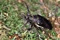 prionus coriarius